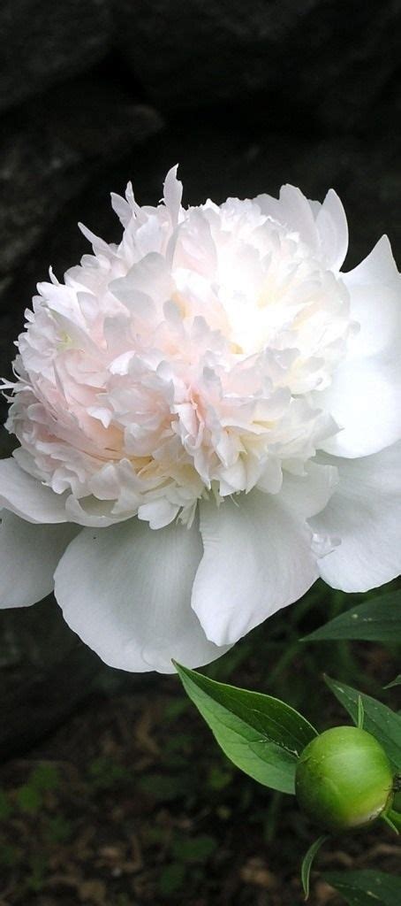 25 Blush Peonies ideas | peonies, wedding flowers, flower arrangements