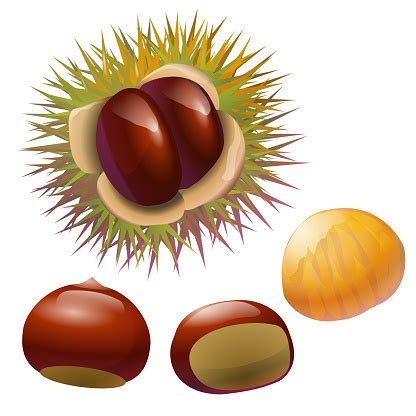 Chestnuts clipart 20 free Cliparts | Download images on Clipground 2024