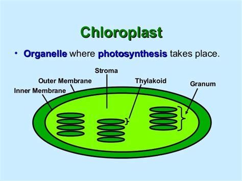 in which organelle does photosynthesis take place