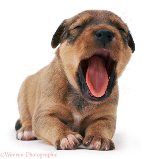 Dog: Puppy Yawning photo WP04112