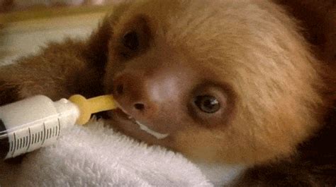 18 Sloth GIFs That Are Just What The Doctor Ordered