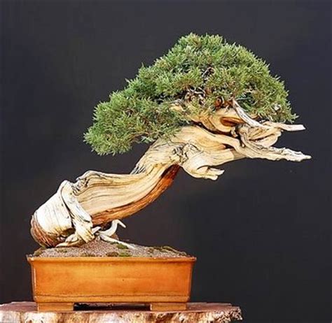 Other Bonsai - Pinus mugo var. pumilio or Dwarf mugo pine Bonsai Tree ...