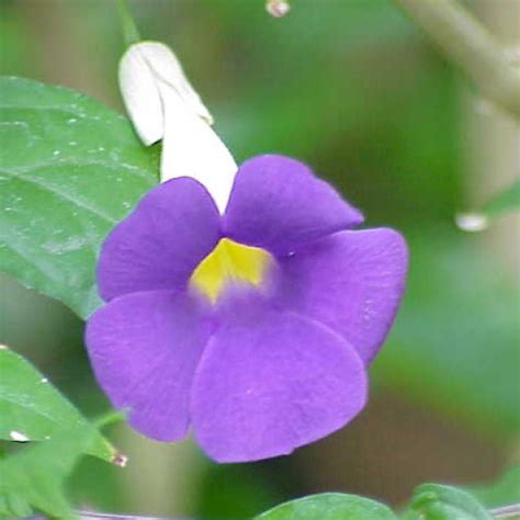 Thunbergia erecta - UF/IFAS Assessment - University of Florida, Institute of Food and ...