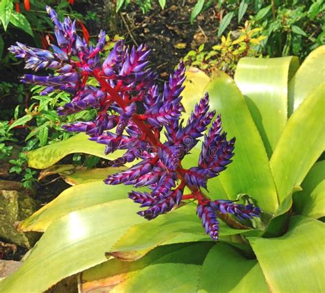 A Tropical Aechmea Blue Tango Flower Stock Image - Image of gardening ...