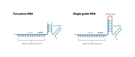 How To Design Guide Rna - Design Talk