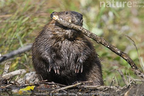 Stock photo of American Beaver (Castor canadensis) carrying branch over ...