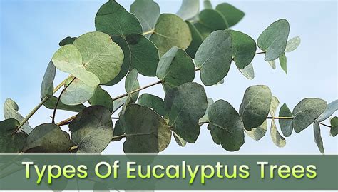 Varieties Eucalyptus Foliage