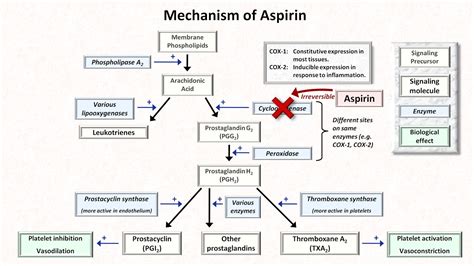 Is Aspirin An Anticoagulant : Anticoagulant Rodenticide Toxicity - When should aspirin be used ...