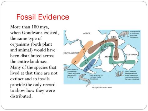 PPT - Evolution of Australian Biota Topic 2: Evidence for the Existence ...