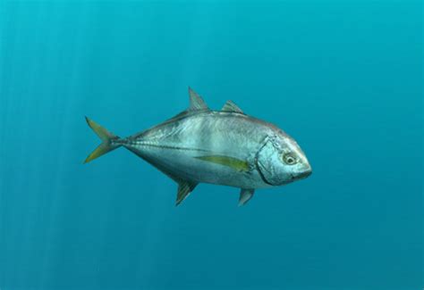 Bigeye Trevally | Endless Ocean Wiki | Fandom