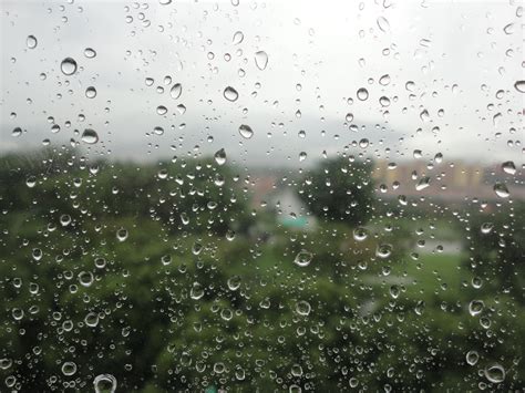 Free Images : dew, leaf, wet, city, weather, rainy, raining, damp, drop of water, moisture ...