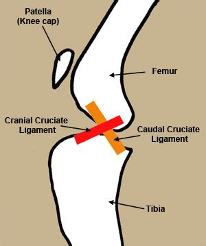 The Cranial Cruciate Ligament · PetMassage™ Training and Research Institute