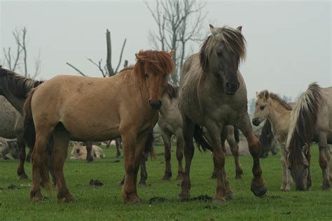 The Breeding-back Blog: The Konik is not a breeding-back result