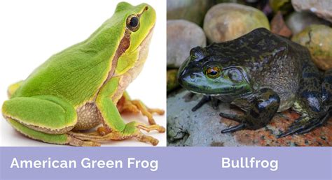 Green Frog vs Bullfrog: What’s the Difference? (With Pictures) | Hepper