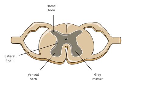 Gray Matter of the Spinal Cord - Labster