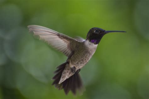 Meet The Costa’s Hummingbird (Photos & Facts)