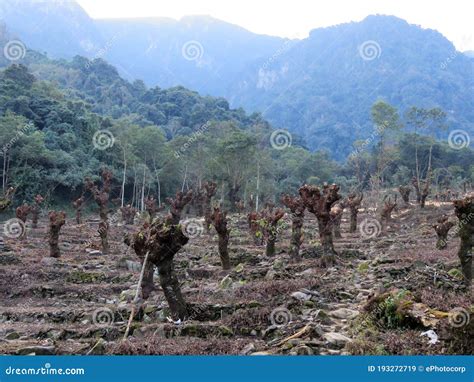 Deforestation of Trees at Khonoma, Kohima, Nagaland Stock Image - Image of east, kohima: 193272719