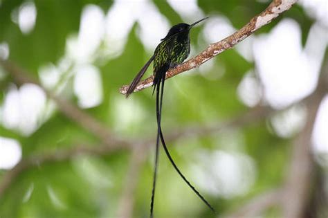 Black-Billed Streamertail Hummingbird | How To Enjoy Hummingbirds