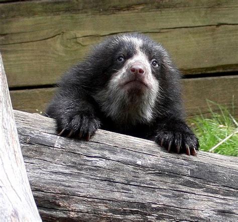 Spectacled Bears Making a Spectacle | Featured Creature