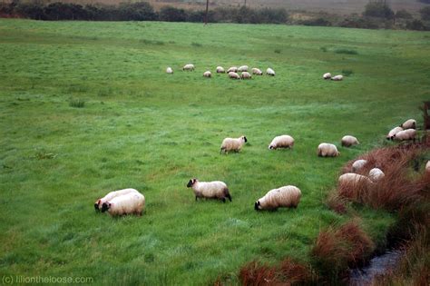 Ireland: Land of Sheep, Pubs, & Churches - Lili on the Loose