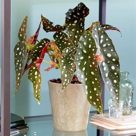 Spotted Begonia Maculata Popular Indoor Houseplant 20-30cm with Pot ...