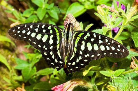 Tailed Jay Butterfly #2 Photograph by Millard H. Sharp - Pixels