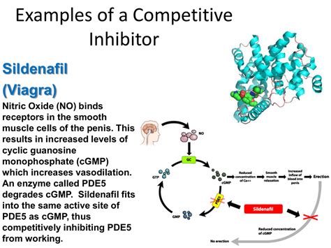 Examples of a Competitive Inhibitor Sildenafil (Viagra)