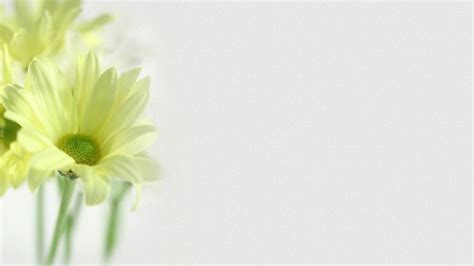 White Flower Wallpapers - Wallpaper Cave