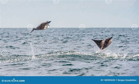 Mobula Ray Jumping Out of the Water. Stock Photo - Image of monk, munk: 148285658