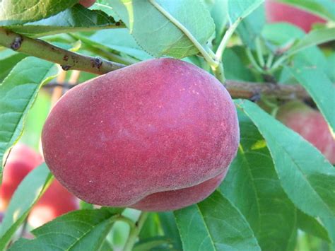 New peach varieties available in January for home gardens across Texas | AgriLife Today