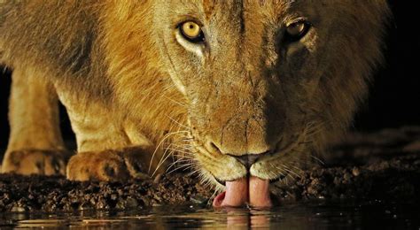 South Africa | Lion at Water Hole | South africa wildlife, Lion photos, Africa wildlife