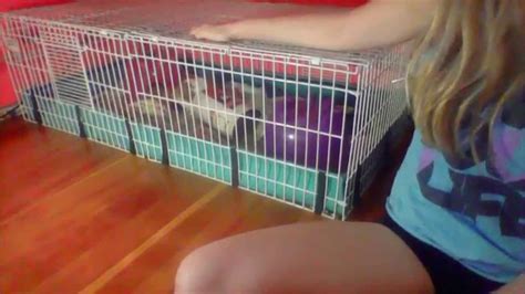 Cleaning The New Guinea Pig cage! - YouTube