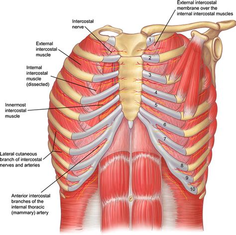 Posterior Rib Cage Muscles - What Is The Role Of Intercostal Muscles In Respiration And Where ...