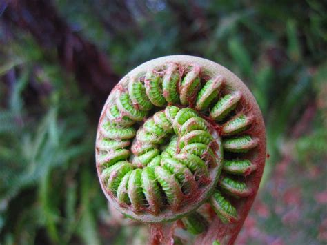 Pin on strange plants