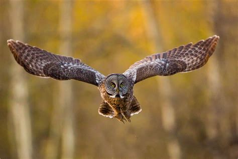 Owl flights in Bragg Creek | Christopher Martin Photography