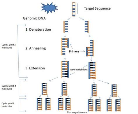 Pcr Diagram