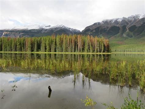 Buck Lake (Jasper National Park) - All You Need to Know BEFORE You Go - Updated 2020 (Jasper ...