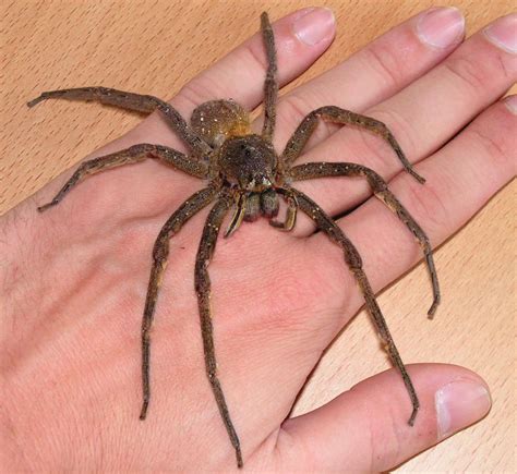 Brazilian Wandering Spiders, Armed Spiders, or Banana Spiders, are a Genus of aggressive and ...