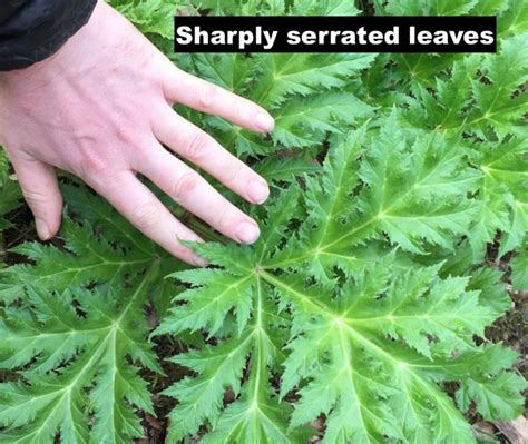 Common Hogweed – Identification, Edibility, Distribution – Galloway Wild Foods