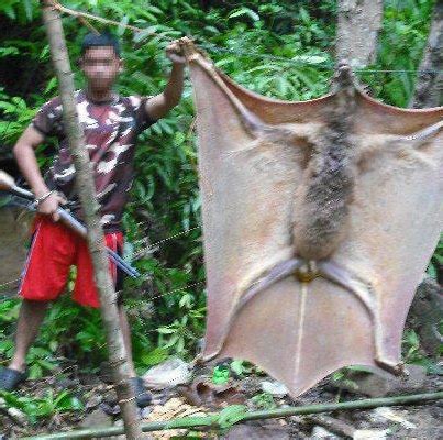 Cryptomundo » Giant Bat “Hoax” Flies Again