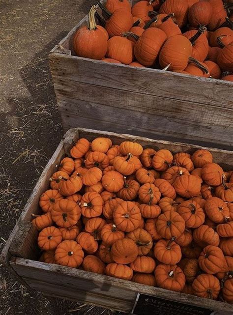 Capturing the Aesthetics of the Fall Season : Harvest Pumpkins | Autumn ...