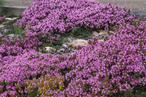 How to Grow Creeping Thyme (Thymus praecox) | Gardener’s Path