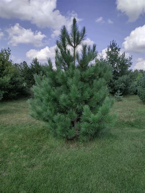 *~Red (Norway) Pine (Pinus Resinosa) – Chisago SWCD