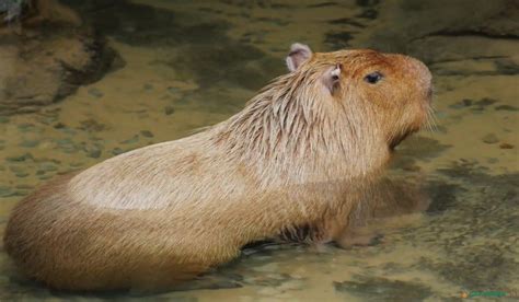 Capybara Predators: What Animals Eat Capybaras?