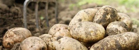 12 Amazing Tips on How to Start a Potato Farm Business for Beginners