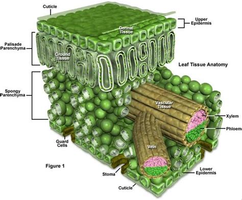 Invasive Weed Survey Research Project - Botany Expert | Biology plants, Plant science, Biology ...