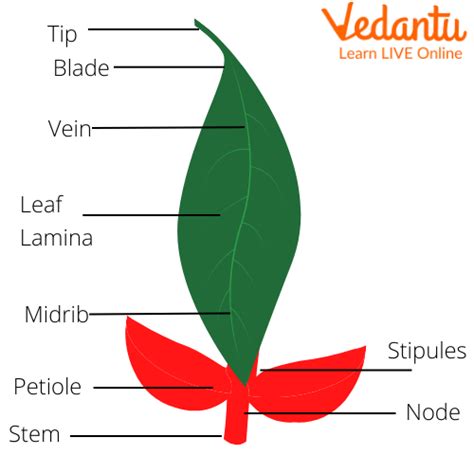 Discover 153+ parts of a leaf drawing super hot - seven.edu.vn