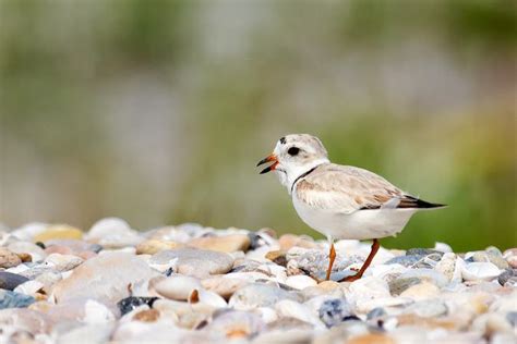 Piping Plover Newly Threatened in Proposed Changes to Endangered Species Act | WXPR