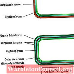 Periplasmic space: characteristics and functions - science - 2024