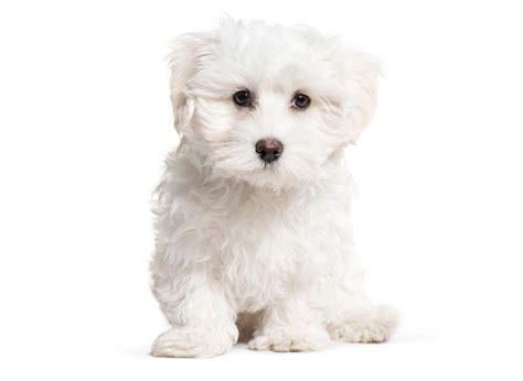 #1 | Maltese Puppies For Sale In Texas